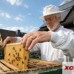 IoT honey bees